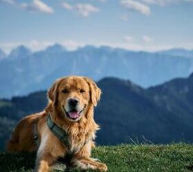 3 fun facts about golden retrievers, Golden Retriever image via Canva
