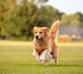 3 fun facts about golden retrievers, Golden Retriever image via Canva