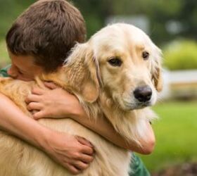 3 fun facts about golden retrievers, Golden Retriever image via Canva