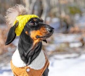 What Are the Best Ways to Exercise My Dog During the Winter Months?