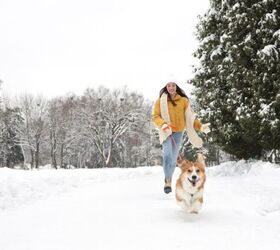 what are the best ways to exercise my dog during the winter months, Photo credit New Africa Shutterstock com
