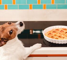 It's Turkey Time! Here are the Holiday Foods Your Pet Can Eat!
