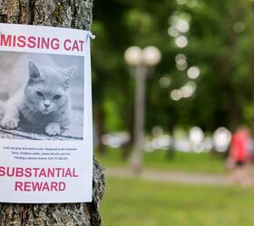 lost cat found after 10 years, StockMediaSeller Shutterstock