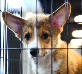 new ban on sale of animals at pet stores in las vegas, Rneaw Shutterstock