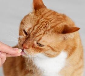 fda issues eua for screwworm treatment for cats, New Africa Shutterstock