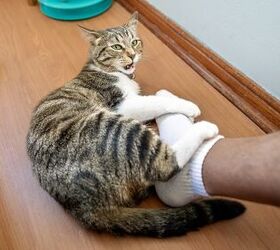 Study Shows Most People Don’t Speak Cat