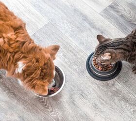 novel protein diets whats the real difference and should you switch, Photo credit Anastasiya Tsiasemnikava Shutterstock com