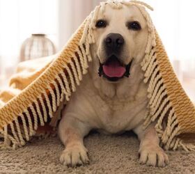 4 Must-Have Cleaning Items If You're a Pet Parent