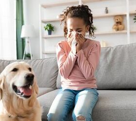 Sneezing, Hacking, Wheezing... Time to Stay Clear of the Dog!