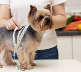 is your dog at a healthy weight using the body condition score bcs, Photo credit Anna List Shutterstock com