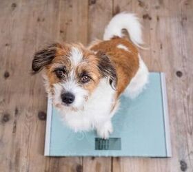 Is Your Dog at a Healthy Weight? Using the Body Condition Score (BCS)