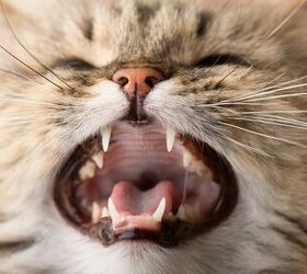 study suggests cats meow harder and longer to get male s attention, photo credit digitalienspb shutterstock com