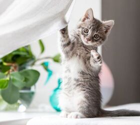 When Will My Kitten’s Wild, Playful Energy Start to Settle?