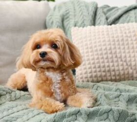 must have items before bringing home a new dog, Dog on couch image via Canva