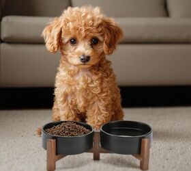 must have items before bringing home a new dog, SPUNKYJUNKY Ceramic Elevated Dog Bowl Set image via Amazon