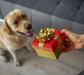 perfect hostess gifts for the pet lover