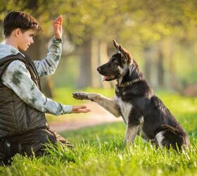 Your Dog Is Changing Your Brain (And Your Gut) For The Better