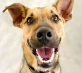 3 Easy Tips for Keeping Your Dog’s Teeth Healthy