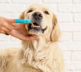 3 easy tips for keeping your dogs teeth healthy, Brushing dog s teeth image via Canva