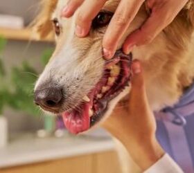 3 easy tips for keeping your dogs teeth healthy, Dog at dental check up image via Canva