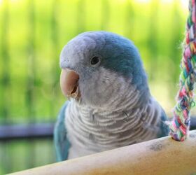 3 fun facts about parrots, Parrot image via Canva