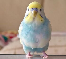 3 fun facts about parrots, Budgie image via Canva