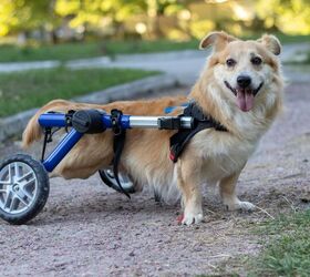 dog park dedicated to disabled pooches is first of its kind, photo credit Serhii Ivaschchuk shutterstock com