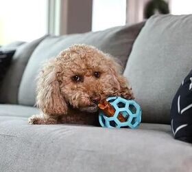 how to support your senior dog this winter, Petmate image via brand