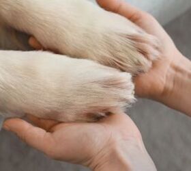 Shaky Paws? 3 Reasons Why Your Dog Might Be Trembling