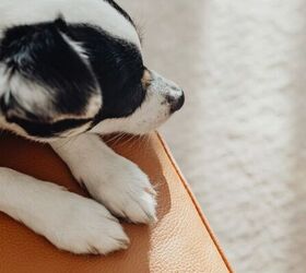 shaky paws 3 reasons why your dog might be trembling, Dog s paws image via Canva