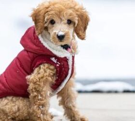 shaky paws 3 reasons why your dog might be trembling, Dog wearing a sweater image via Canva