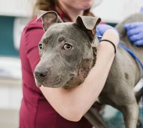 Maryland County Scraps Pit Bull Ban
