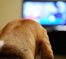 the common dog anxiety trick that doesnt actually work, Dog in front of television image via Canva