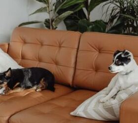 the common dog anxiety trick that doesnt actually work, Dogs on sofa image via Canva