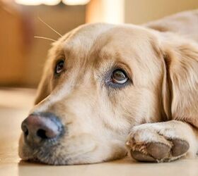 the common dog anxiety trick that doesnt actually work, Dog looking sad image via Canva