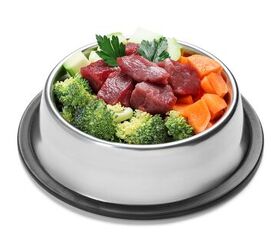 How to Introduce a Cleanse to Your Dog's Health Regimen