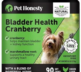 how to introduce a cleanse to your dog s health regimen