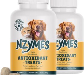 how to introduce a cleanse to your dog s health regimen