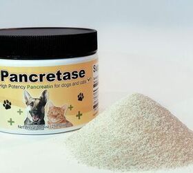 how to introduce a cleanse to your dog s health regimen