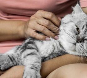 heres why cats have favorites, Cat on lap image via Canva