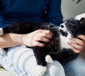 heres why cats have favorites, Cat on lap image via Canva