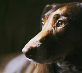 why your dog can t sleep through the night lately, Dog awake at night image via Canva