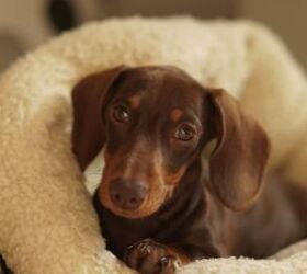 why your dog can t sleep through the night lately, Dog in bed image via Canva