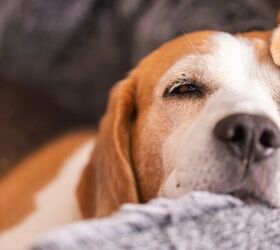 why your dog can t sleep through the night lately, Dog sleeping image via Canva