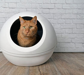 The Pros and Cons of Automatic Litter Boxes