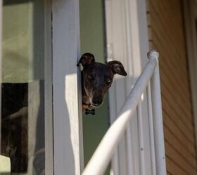 pet cam captures the moment dogs invite in unexpected guests, Photo credit caseyjadew Shutterstock com