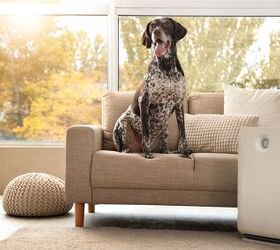 how to maintain clean air in a home with pets, Pixel Shot Shutterstock