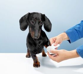 paw injuries in dogs what you should know, Beauty Stock Shutterstock