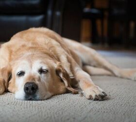 why your dog is suddenly grinding their teeth, Dog looking sad image via Canva