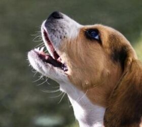 why your dog is suddenly grinding their teeth, Dog barking image via Canva